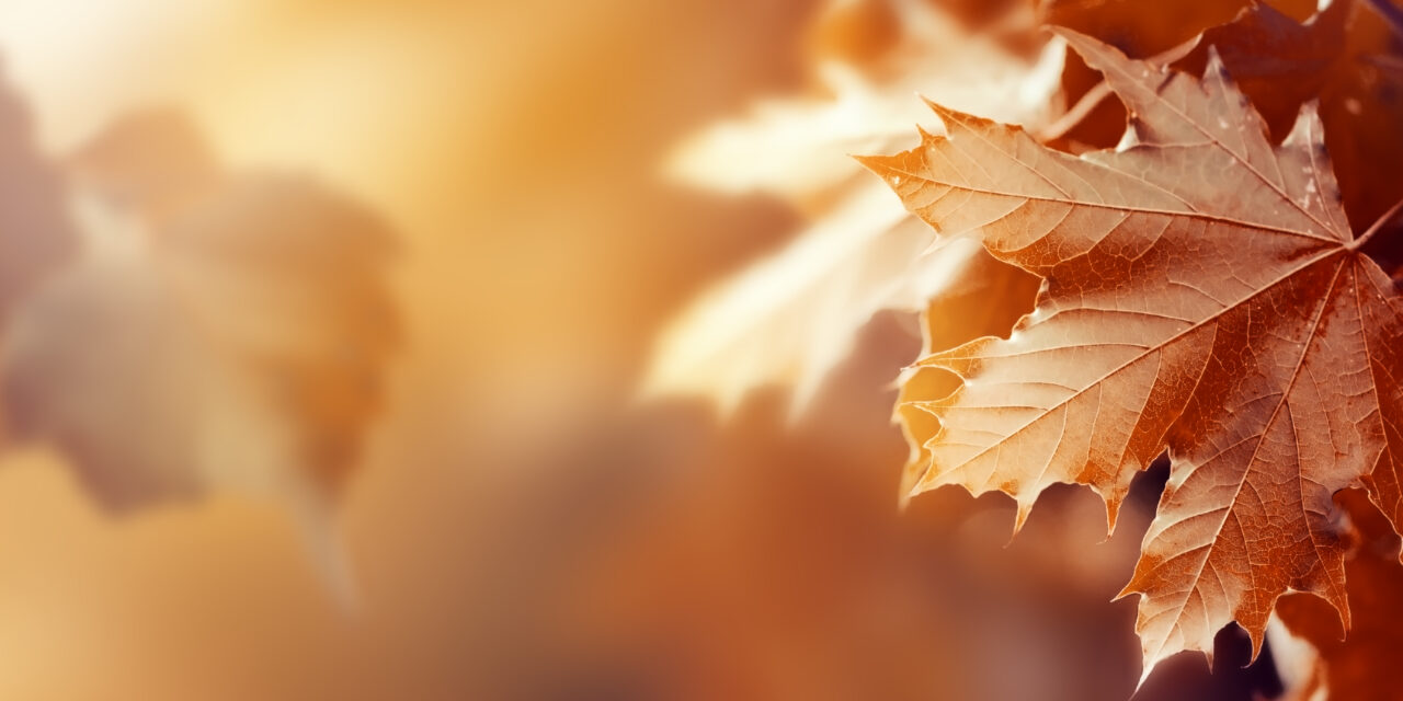 https://www.genitoriepoi.it/wp-content/uploads/2022/09/beautiful-autumn-leaves-autumn-red-background-sunny-daylight-horizontal-toning-1280x640.jpg